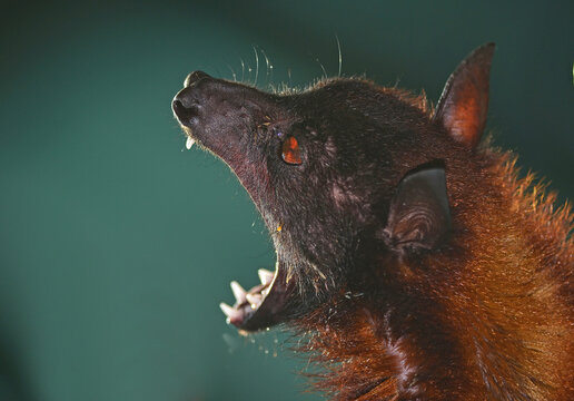 vampiro
