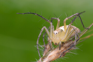 Striped lynx spider