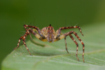 Striped lynx spider