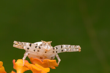 Whitebanded Crab Spider
