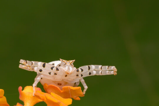 Whitebanded Crab Spider