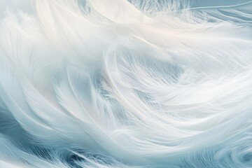 soft white feathers close-up showing delicate texture and gentle flow in minimal light