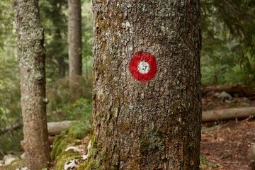 Naklejka premium Hiking trail signs on trees