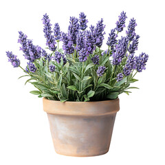 A Small Potted Lavender Plant with Soft Purple Bloom Isolated on Transparent Background