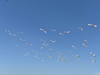 A flock of white egrets flies together across the bright blue sky, creating a graceful and peaceful scene in the clear daylight.