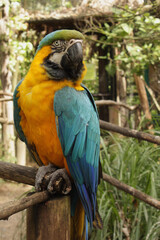 Guacamaya Amararillo Azul