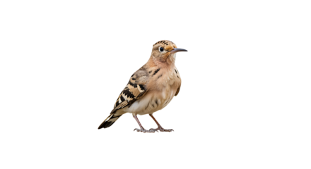 Eurasian Hoopoe perched gracefully against a spotless white backdrop