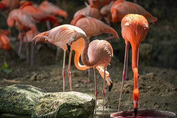 A pink Caribbean flamingo near a body of water.