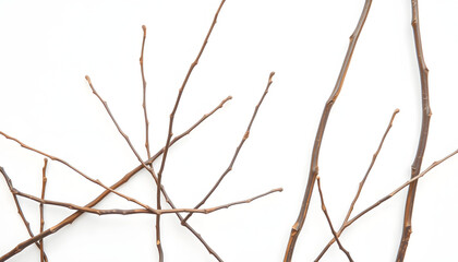 Fototapeta premium dry twigs isolated on white background, 8k. isolated with white highlights