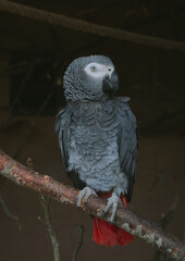 parrot on a branch