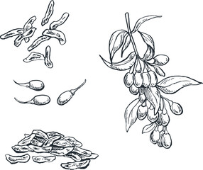 illustration sketch of goji spice plant for traditional Indonesian Asian cooking spices