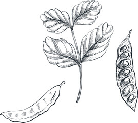 sketch illustration of carob spice plant for traditional Indonesian Asian cooking spices 