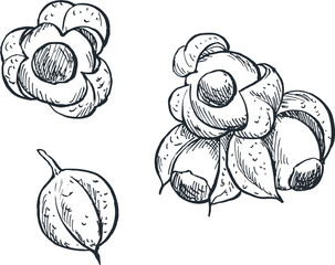 Illustration sketch of guarana spice plant for traditional Indonesian Asian cooking spices