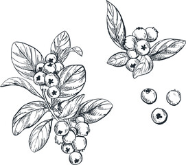 ilustrasi sketsa tanaman rempah blueberry untuk bumbu masakan khas tradisional indonesia asia