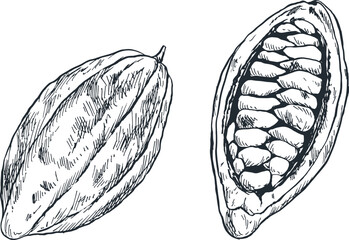 ilustrasi sketsa tanaman rempah kakao untuk bumbu masakan khas tradisional indonesia asia