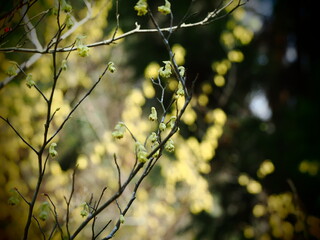 東山植物園