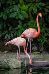 A pink Caribbean flamingo near a body of water.