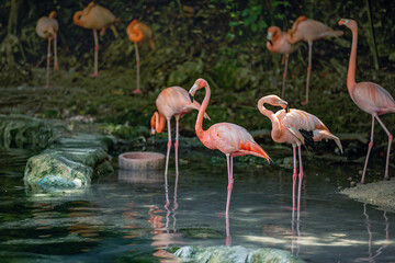 A pink Caribbean flamingo near a body of water.