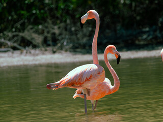 Flamencos en Celestún, Yucatán.