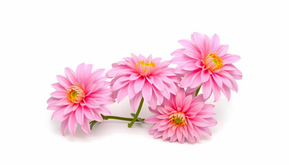 Delicate Pink Water Lilies Arrangement On A White Background