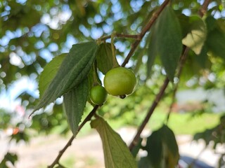 Close-up view of a green Muntingia calabura fruit hanging on a branch surrounded by vibrant green leaves, with sunlight filtering through the foliage.
