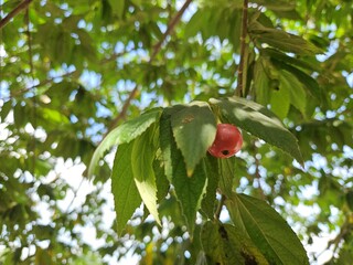 A ripe Muntingia calabura fruit hanging beneath lush green leaves on a sunlit tree branch in the Mekong Delta, Vietnam.