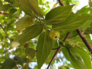 Close-up view of a green Muntingia calabura fruit hanging on a branch surrounded by vibrant green leaves, with sunlight filtering through the foliage.