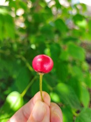 A ripe Muntingia calabura fruit hanging beneath lush green leaves on a sunlit tree branch in the Mekong Delta, Vietnam.