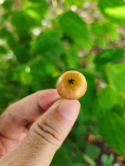 A hand holds a single, small, ripe Muntingia Calabura fruit attached to its stem, with a blurred background of leaves and branches.