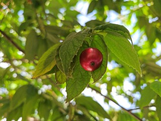 A ripe Muntingia calabura fruit hanging beneath lush green leaves on a sunlit tree branch in the Mekong Delta, Vietnam.