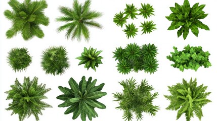 Top view green plants isolated on white