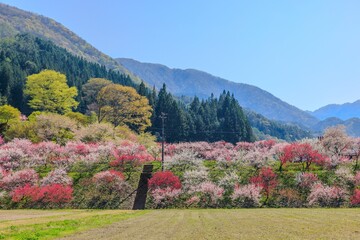 花桃の里 - 満開の花桃【長野県】　