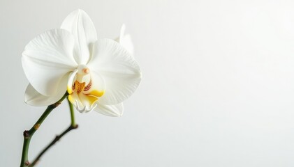 Obraz premium Delicate white orchid blossom on pure white backdrop, blossom, petal, subtle