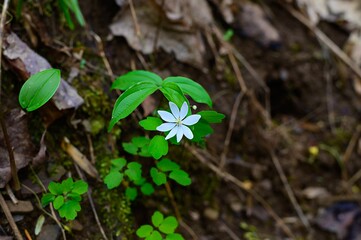 Rue Anemone Wiidflower in Cloudland Canyon State Park, near Rising Fawn, Georgia.