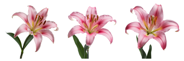 pink lily flowers set isolated on white background