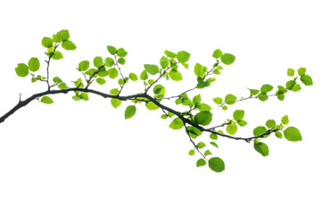 Tree, branch, green, design, butterfly, fresh, pattern, illustration