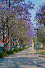Parque con jacarandas 