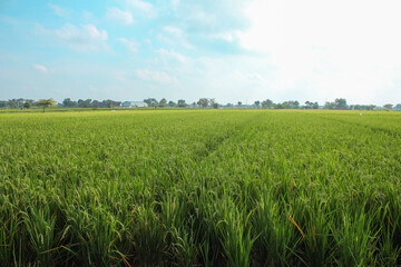 view of green rice fields in the countryside with  blue sky background