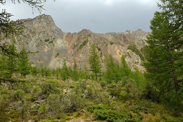 A view through the trunks and crowns of tall cedars onto a high mountain range on a cloudy summer day.