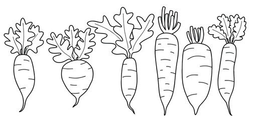 Doodle set of cute Hand drawn outline radish, turnip vector.