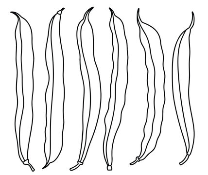 Doodle set of cute Green bean, string bean Hand drawn outline vector.