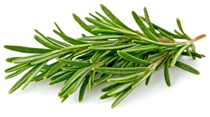 Fototapeta premium Fresh rosemary sprigs on white background