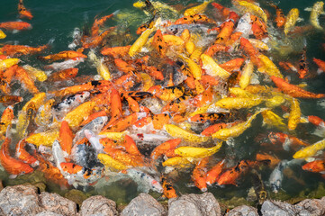 Group of beautiful koi fish (or fancy carp) swimming in the pond. Koi have been popular ornamental fishes in worldwide.