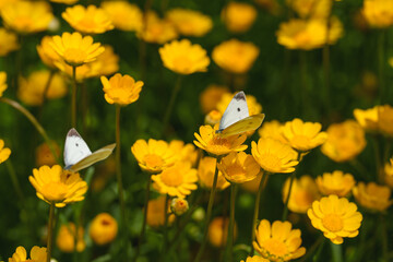 Close-up of a cabbage white butterfly (Pieris rapae) resting on a daisy flower in spring