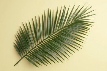 Obraz premium Close-up of a vibrant palm leaf against a pale backdrop.