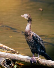 Little Cormorant waiting until its feathers are dry