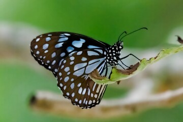 Blue Glassy Tiger on a leaf