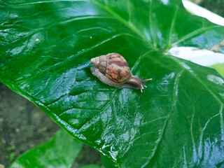 photo of snails on taro leaves