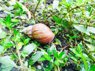 snails often come out when the rainy season arrives