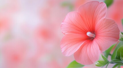 Pink flower bloom macro close up soft background